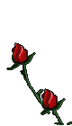 Image of Roseslt.gif
